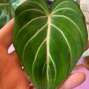 Meet your Posher, Janelle